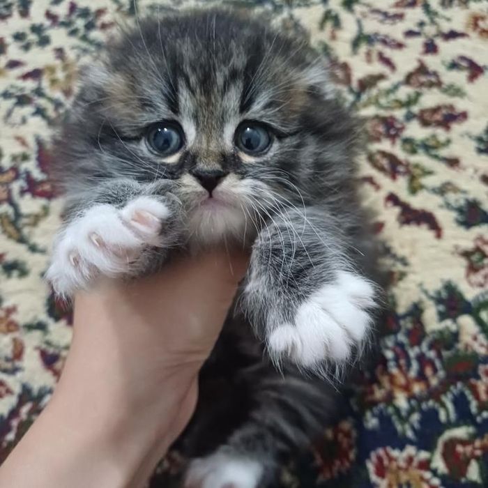 кошки МЕЙНКУН 1.5мес  девочка с документами