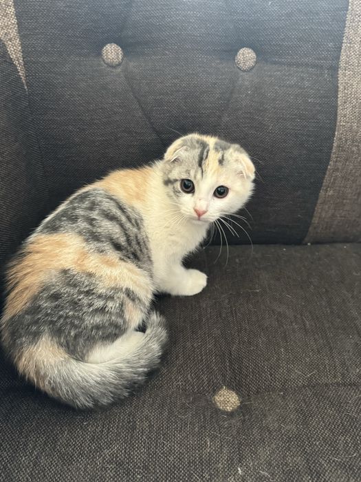 Кошка пародистая