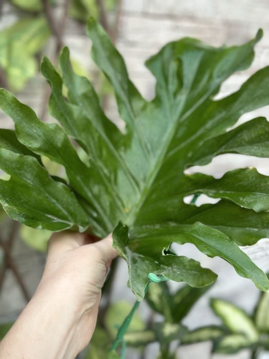 Растения-естественный фильтр воздуха