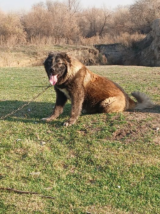 Продам кавказца 5месяцев