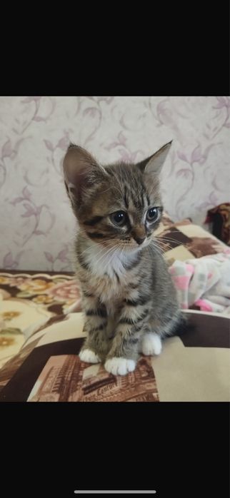 Очаровательный малыш - Мурзик!