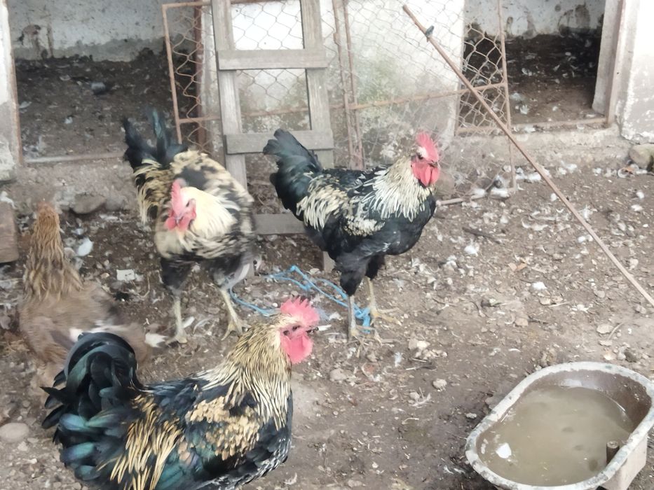 Vând cocosi din rase mixte