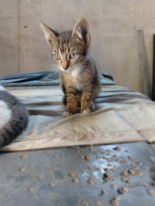 Котята ищут дом и добрых хозяев