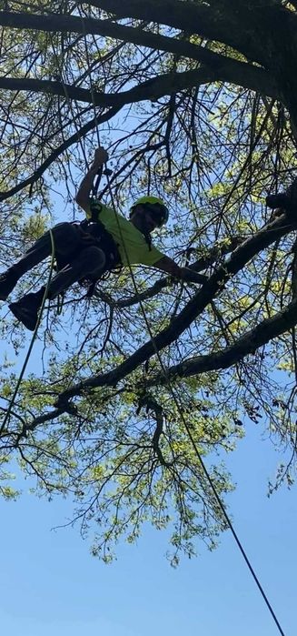 Рязане, отсичане, премахване, на опасни дървета и клони в гр. Пловдив