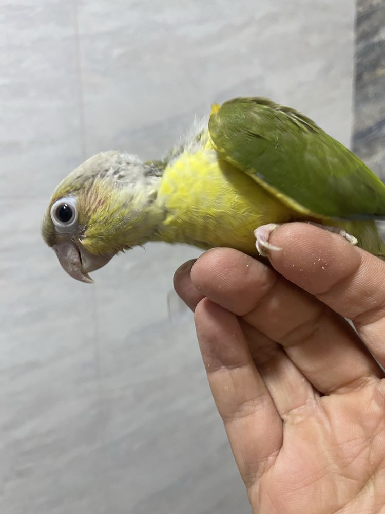 perura papugay sotiladi 100$