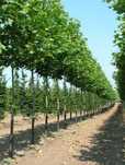 Platan 4m  - 5m , copaci de umbra, tei, catalpa