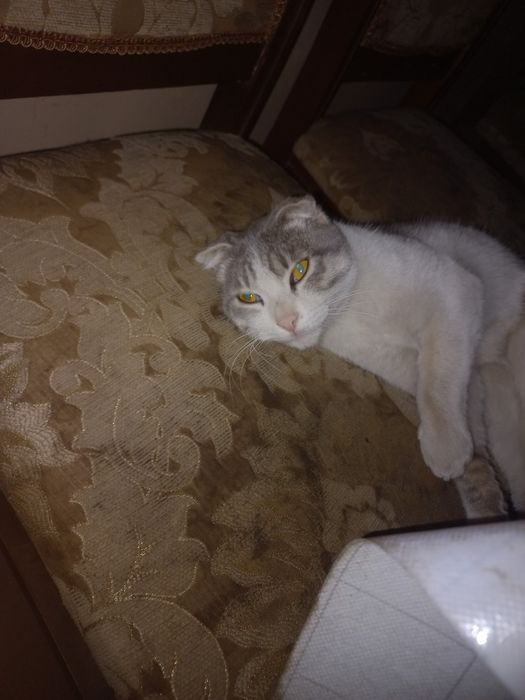 Продаётся шотландский вислоухий