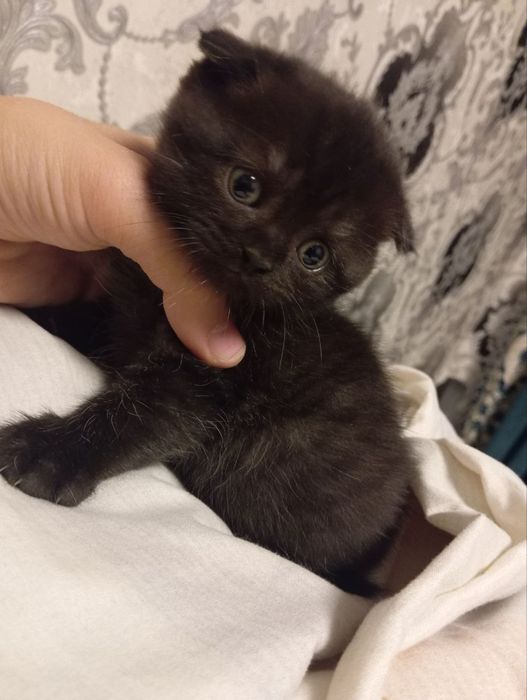 scottish fold va britan bollari tozasi