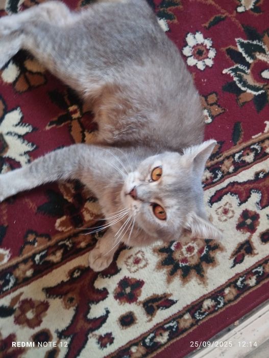 Mushuk sotiladi Andijon shahar