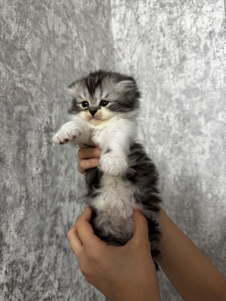 Котята скотиш фолд
