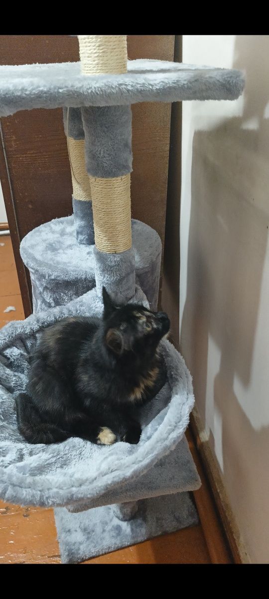 Кошечка ищет дом