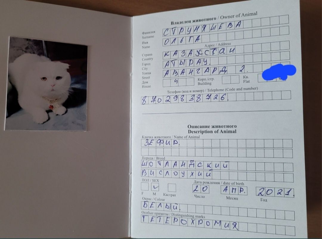 Кот вязка шотландский с разноцветными глазами