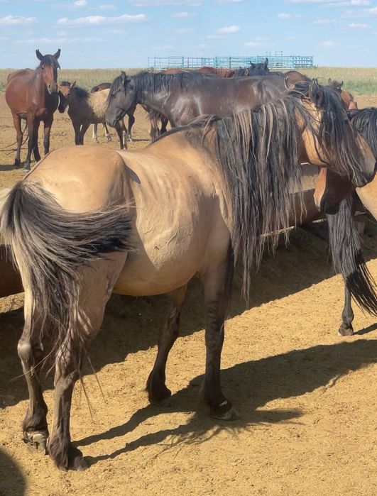 Тай бар Кунан бар 23-24 жыл