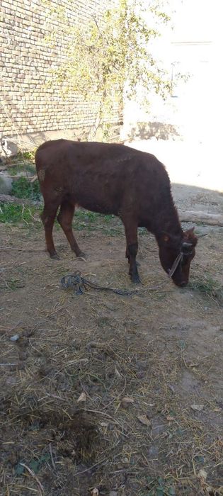 Толка нахтга сотилади