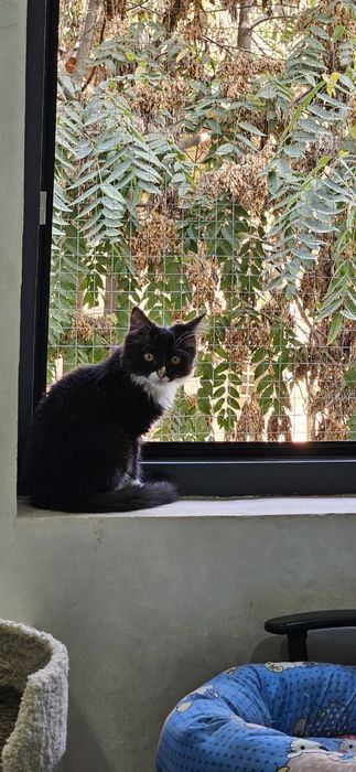 Котенок мальчик 3 месяца