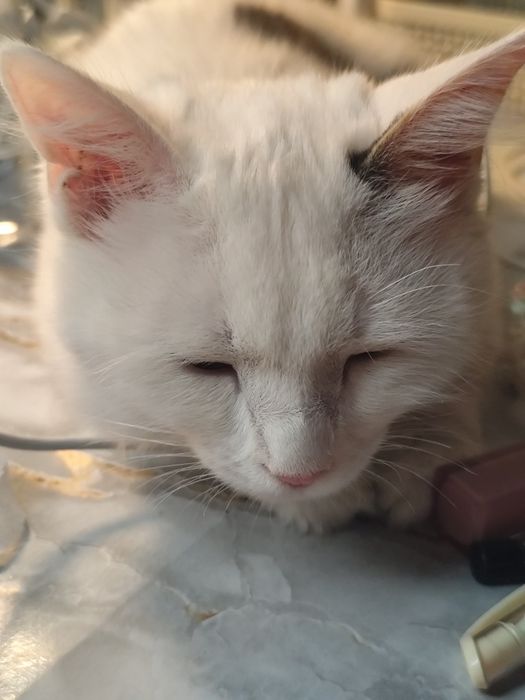 6-ти месячная кошка