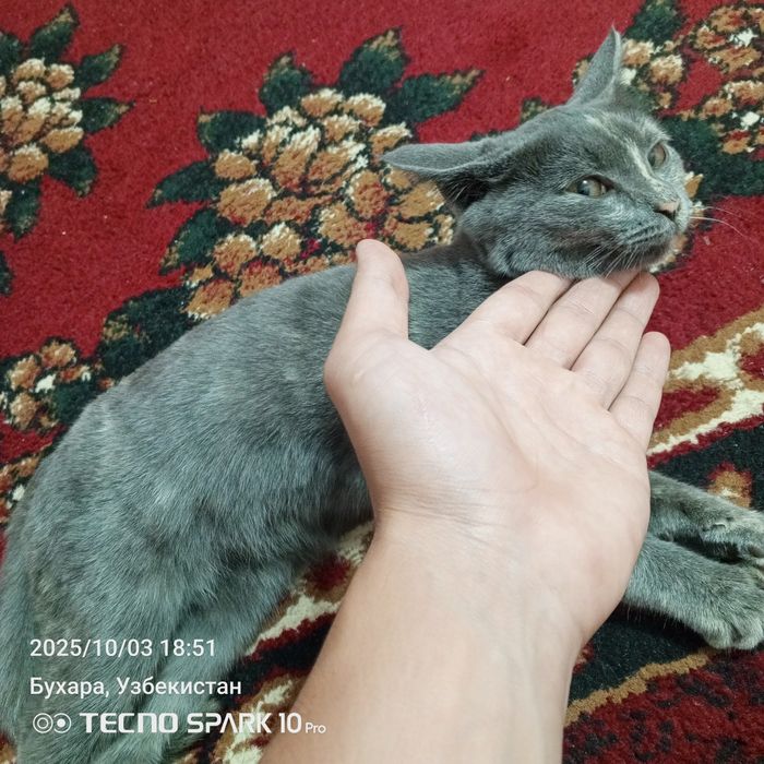 Дамашняя кошка прирученная маленкая