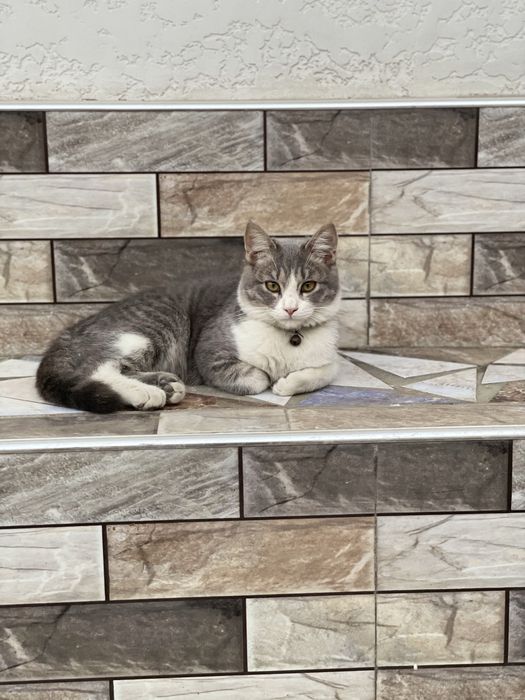 Britaniski ko’shka