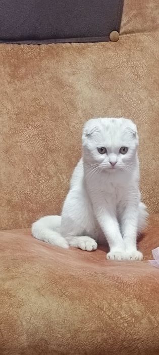Британские кошечка 4 месяц