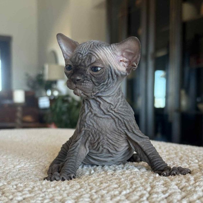 Pisica Sfinx BLUE