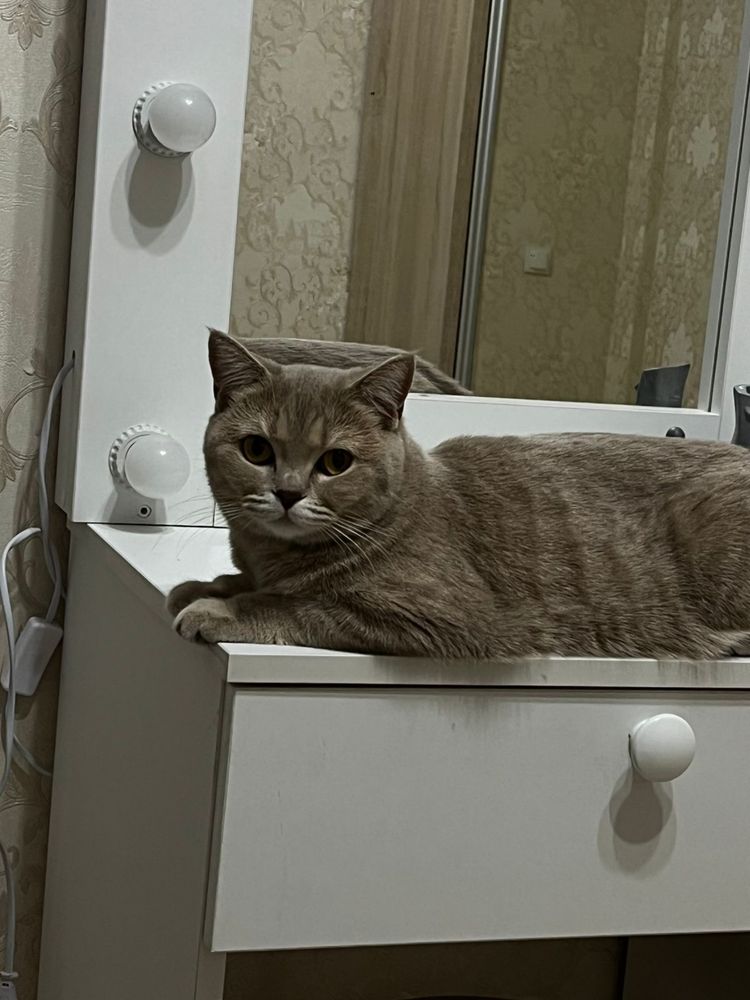 Отдам шотландскую