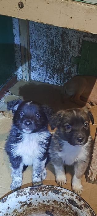 Отдам щенков . .