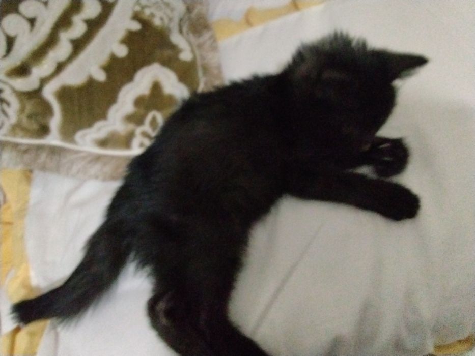 Mushuk bolasi tekinga yaxshi insonlarga bermoqchimiz erkak muwuk