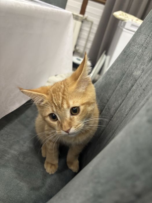 срочно отдам кота