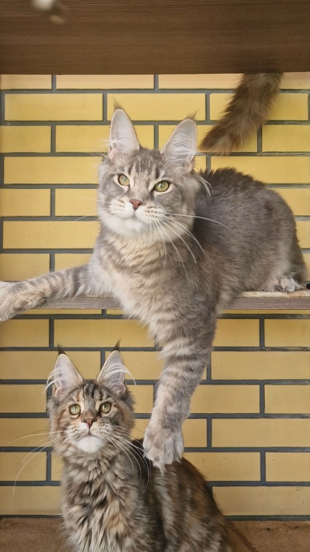 Котёнок мейн-кун девочка