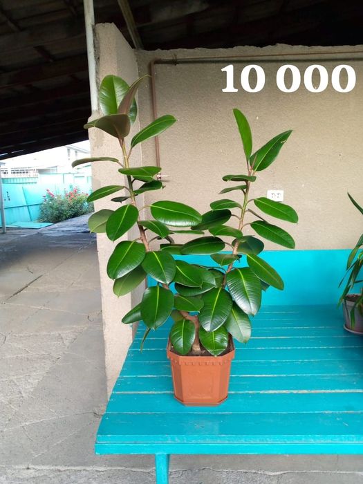 Фикус каучуконосный, Фикус бенджамина, Пандан и Драцена узколистная.