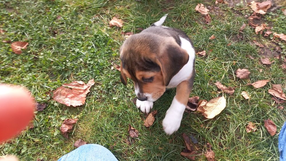 Куче порода Бигъл Чистокръвни трицветни и лимонени бигълчета