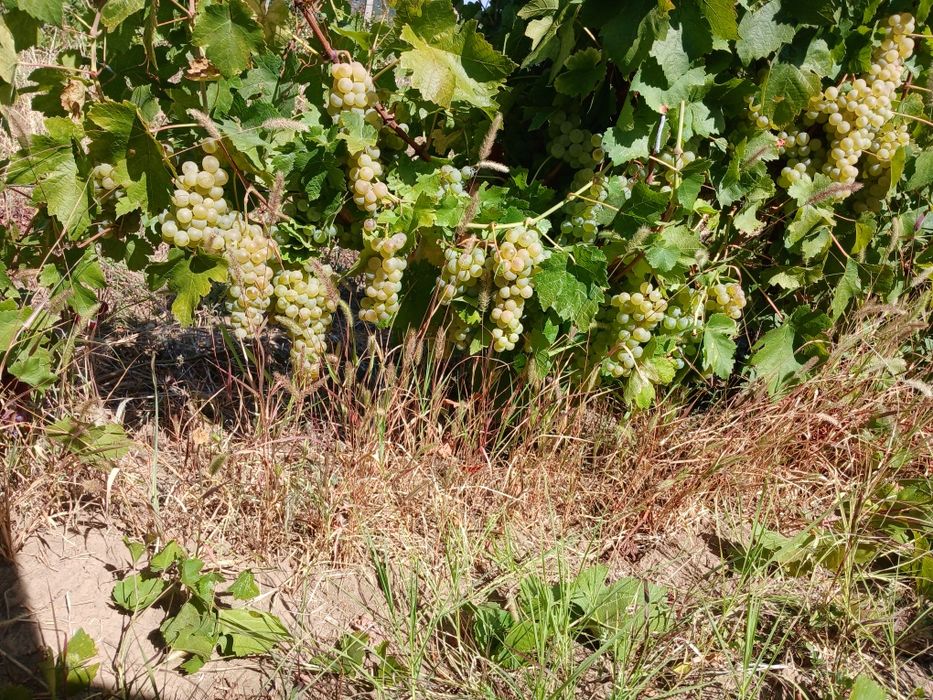 Struguri de vin toate soiurile