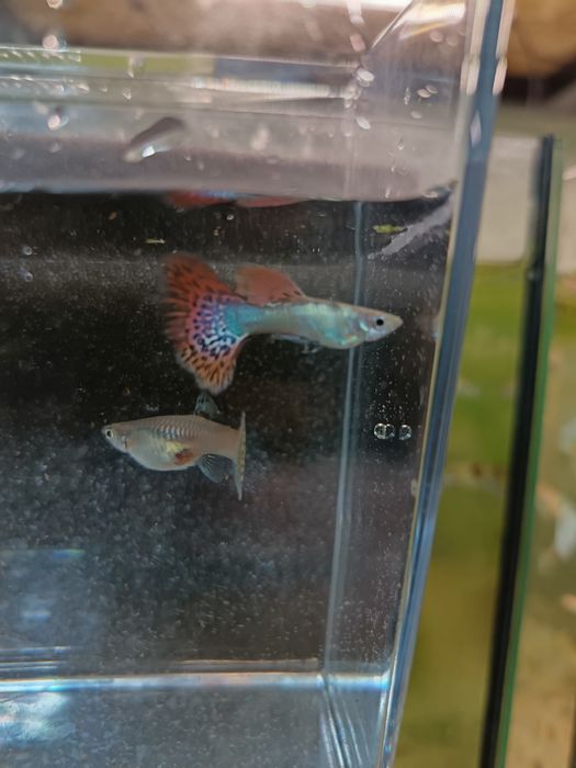 Guppy și Platy direct de la crescător