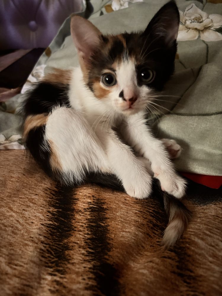 Продам котенка девочка