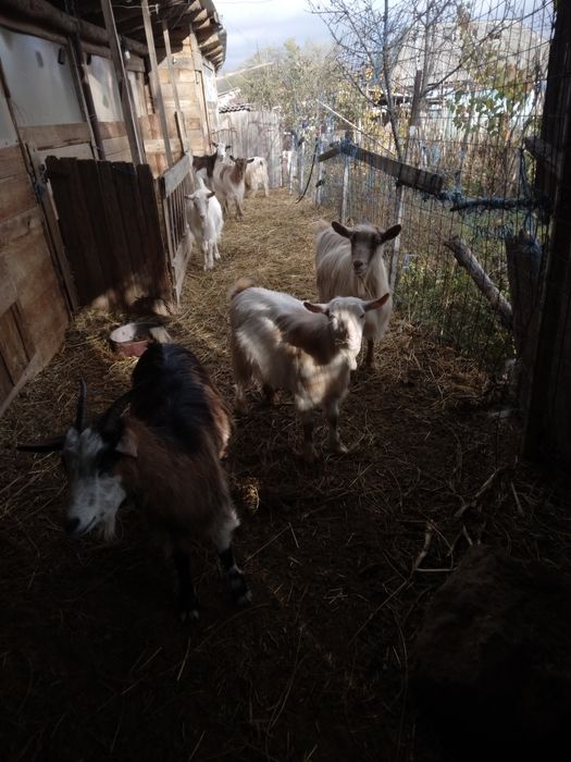 Vind capre sanen vind și iade și țapi