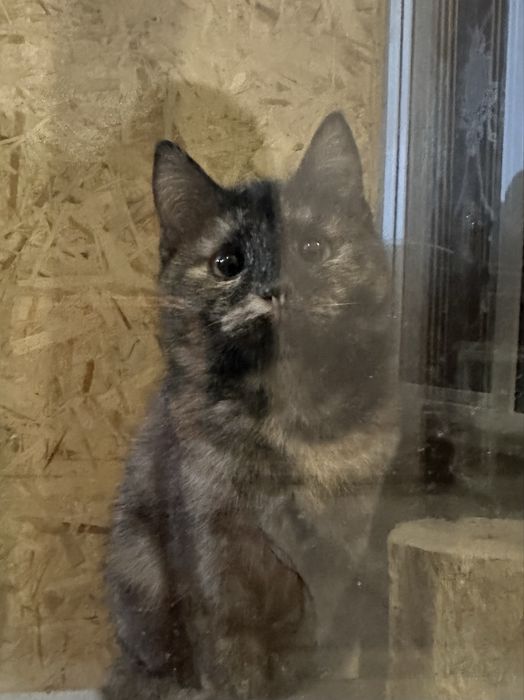 Отдам в добрые руки