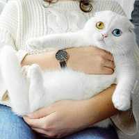 Белый кот и кошка, с разными глазами - шотландские вислоухие