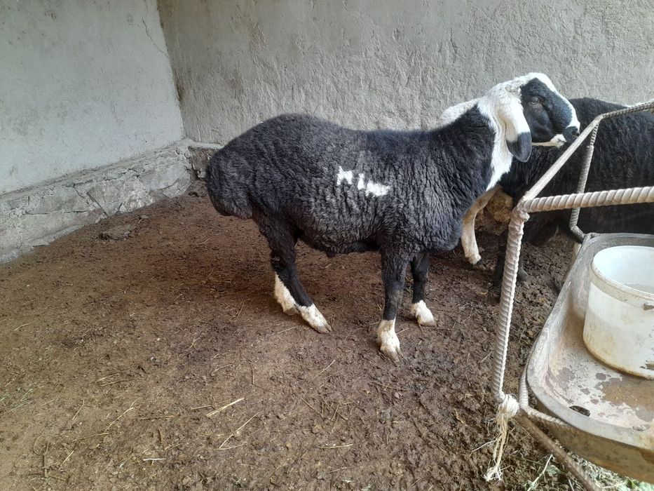 Баран зотдор кучкорлар