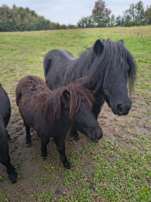 Manz ponei, armăsar