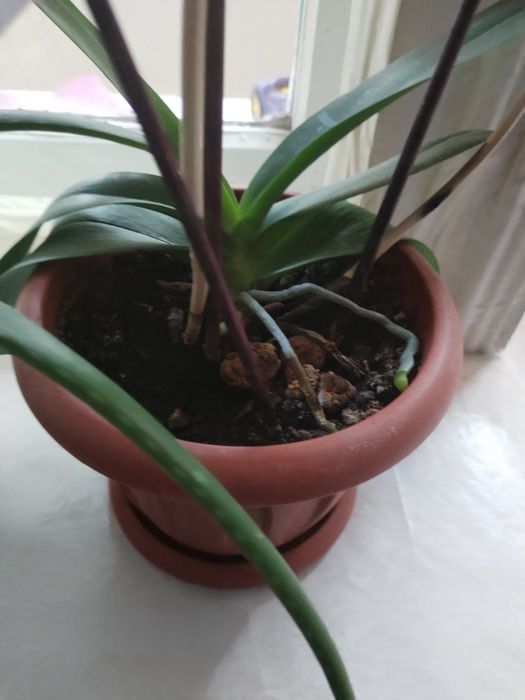 Цветы комнатные.