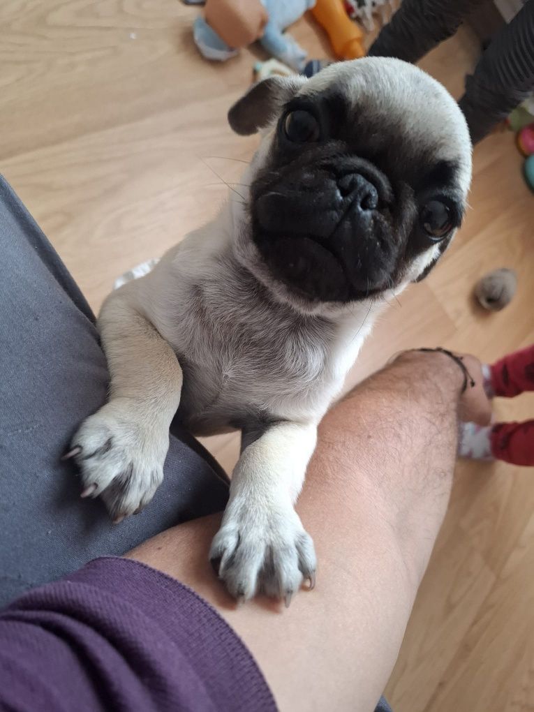 Vând Cățelușa Pug