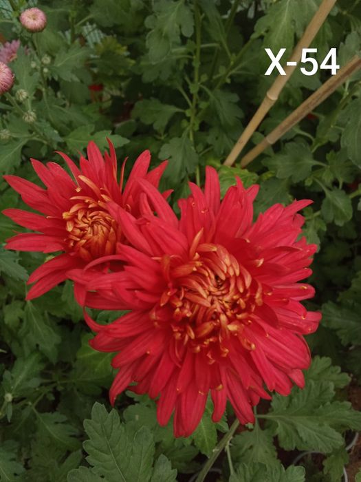 Хризантеми -7лв.бр.