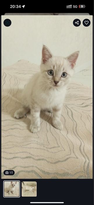 Отдам даром котенка девочка