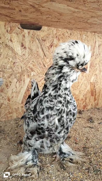 Kares joʻjalar sotiladi