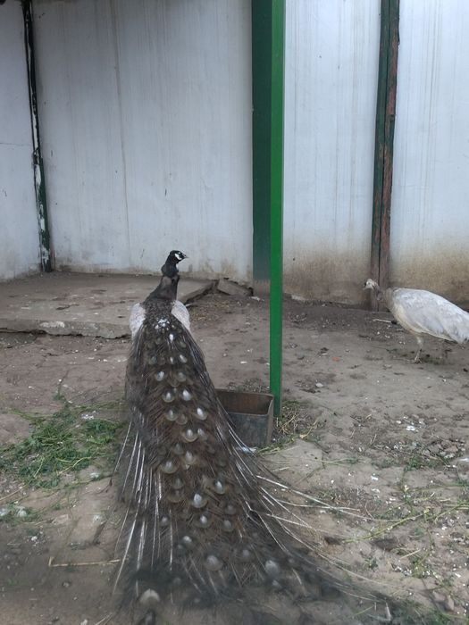 Masculi opal ochi albi și fazani