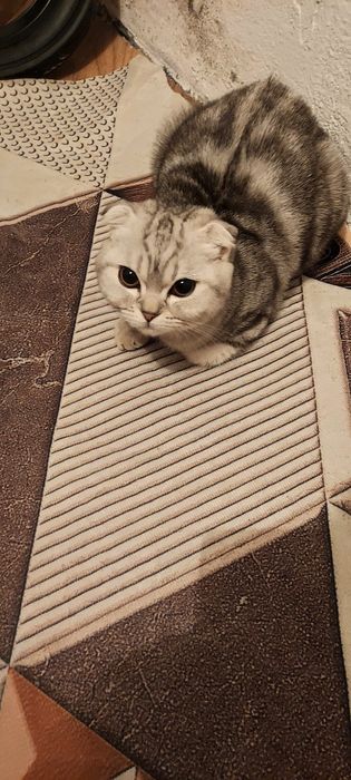 Пародистая котенок