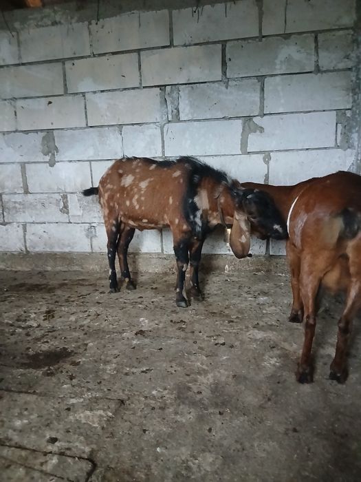Vand tap anglonubian varsta 1,7 ani