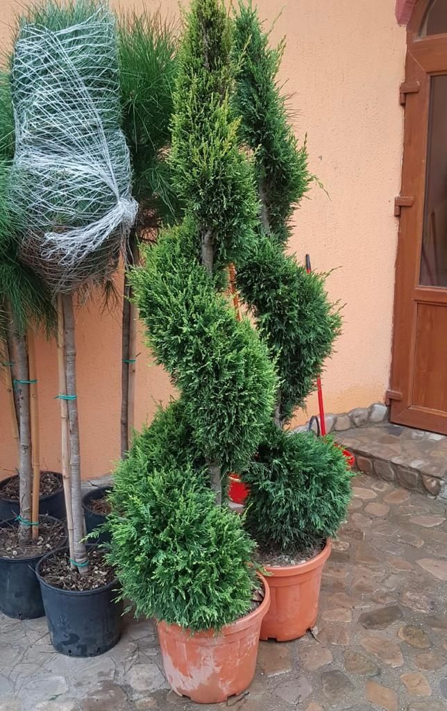 Gazon rulou/plante de grădină