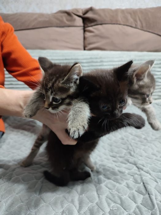 Отдам котят в хорошие руки