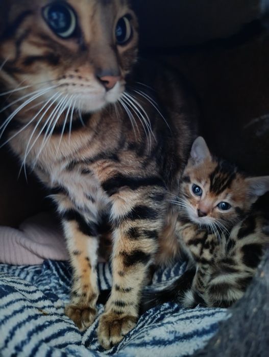 Бенгальский котёнок мальчик — яркий браун с розеткой на золоте


Текст